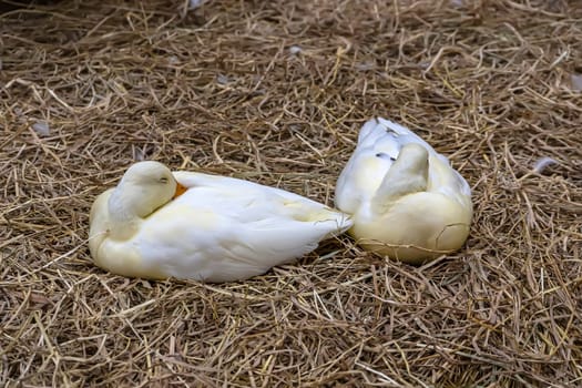 Many ducks sleep in the coop waiting to be sold.