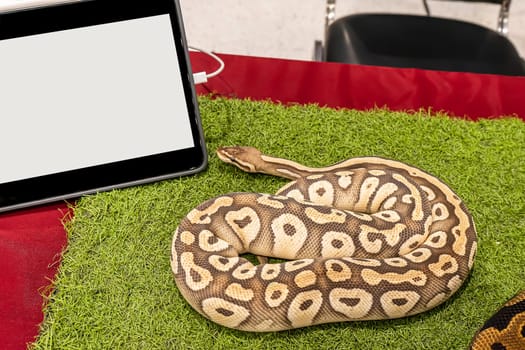 Ball python is a popular pet in Thailand.