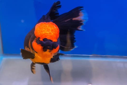 The goldfish in the cabinet on blue background.