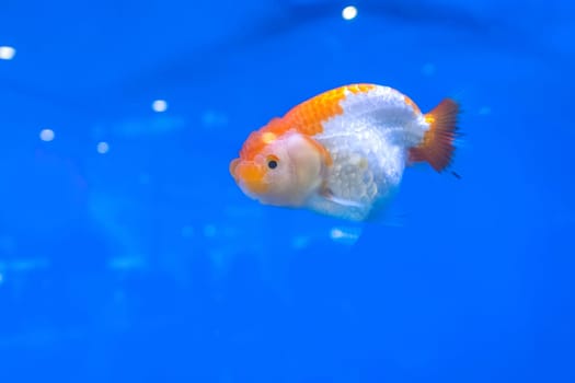 The goldfish in the cabinet on blue background.