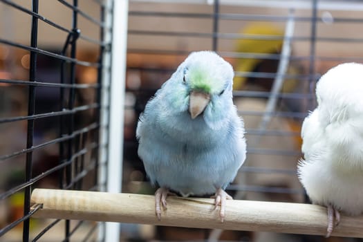 Parrots are posing to take the picture. Bird is a popular pet in Thailand.