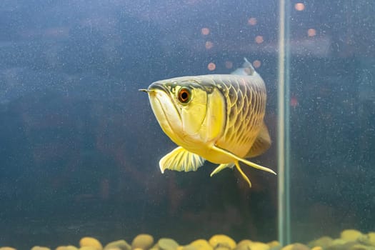 The arowana fish in the cabinet. It is a charming fish.
