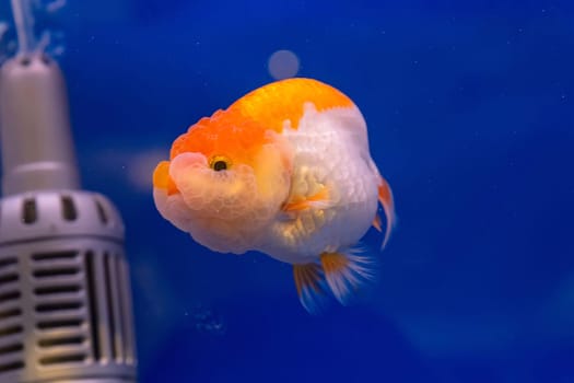 The goldfish in the cabinet on blue background.