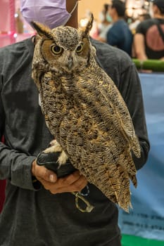 The owl perched on the arm of a man. It is a popular pet in Thailand.