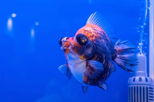 The goldfish in the cabinet on blue background.