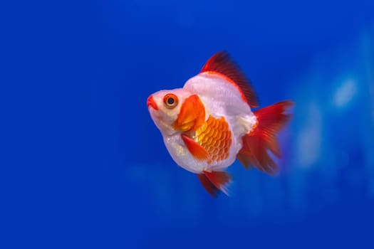 The goldfish in the cabinet on blue background.