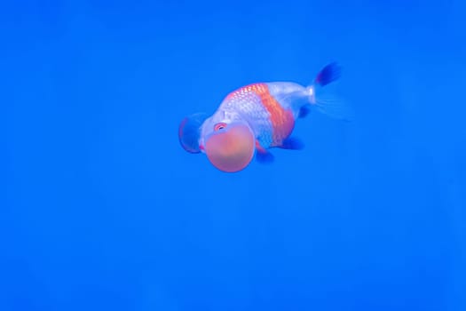The goldfish in the cabinet on blue background.