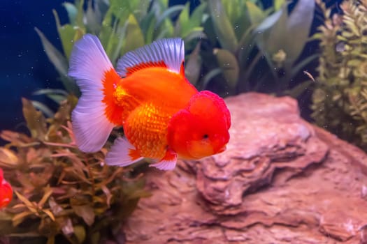 The goldfish in the cabinet on nature background.