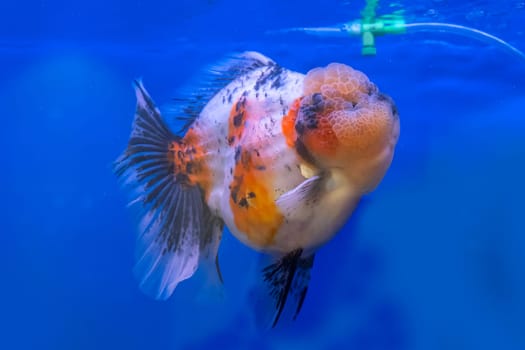 The goldfish in the cabinet on blue background.
