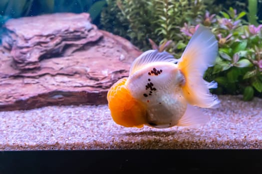 The goldfish in the cabinet on nature background.