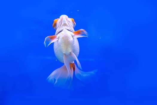 The goldfish in the cabinet on blue background.