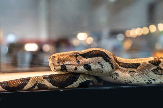 Ball python in the glass cabinet waiting to be sold. It's a popular pet in Thailand.