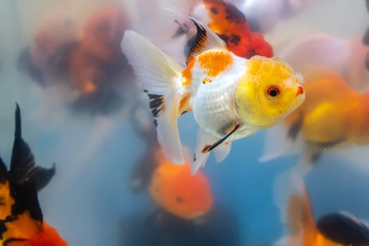 The goldfish in the cabinet.