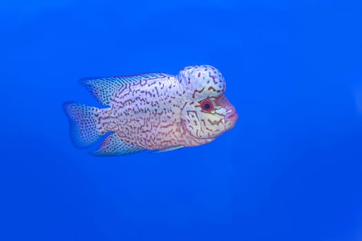 The cichlidae in the cabinet on blue background.