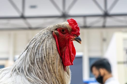 The bantam are posing to take the picture. It is a popular pet in Thailand.