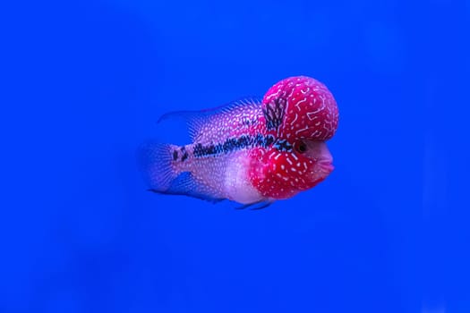 The cichlidae in the cabinet on blue background.