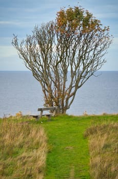 Tree bent by wind, with bench on cliff by sea. View in Denmark on the Kattegatt. Break during a hike. Landscape shot from the Baltic Sea