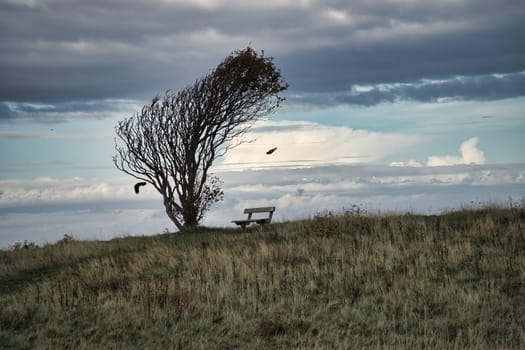 Tree bent by wind, with bench on cliff by sea. View in Denmark on the Kattegatt. Break during a hike. Landscape shot from the Baltic Sea