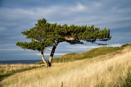 Pine tree on a meadow on the coast of Denmark. Shape of the tree grown by the wind. Landscape shot from the sea