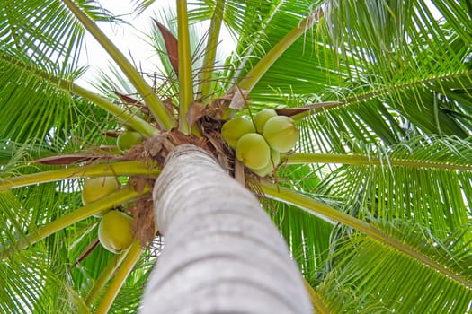 Coconuts are on the tree, young coconut.
