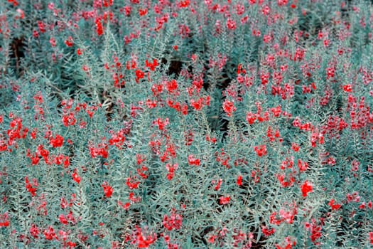 Colorful blooming cosmos red flower field
