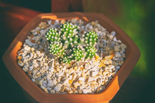 Small tree or cactus in pots for decoration plant