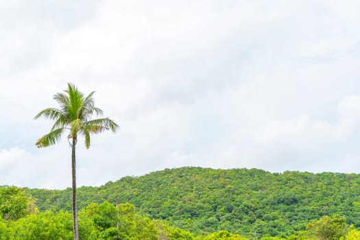 One coconut tree with forest and sky background