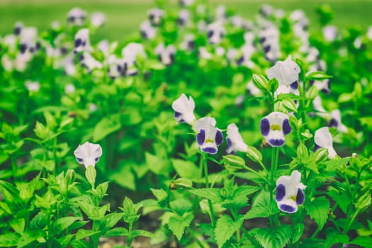 White flowers beautiful on green background landscape