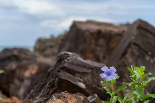 Flower blue with stone or rock background