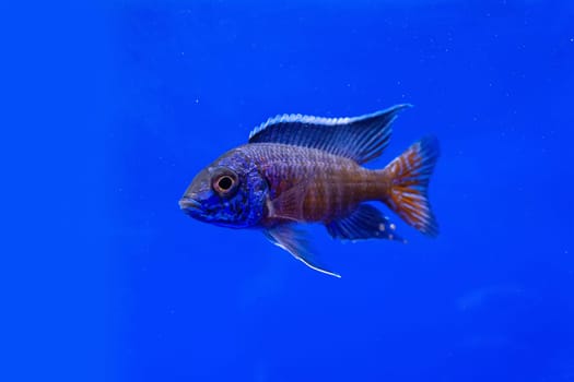 The cichlidae in the cabinet on blue background.