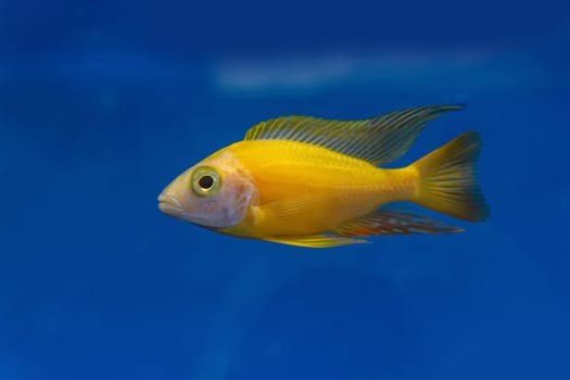 The cichlidae in the cabinet on blue background.