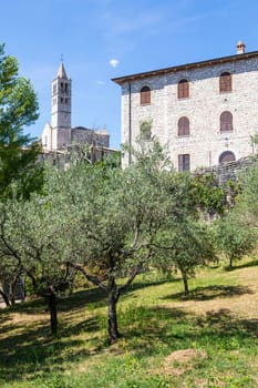 Olive trees in Assisi village in Umbria region, Italy. The town is famous for the most important Italian St. Francis Basilica (Basilica di San Francesco)