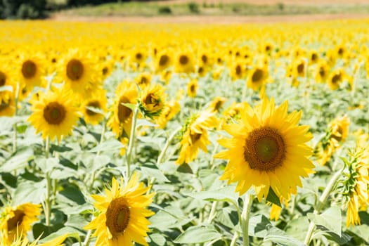 Sunflowers field in Italy. Scenic countryside in Tuscany with deep blue sky.