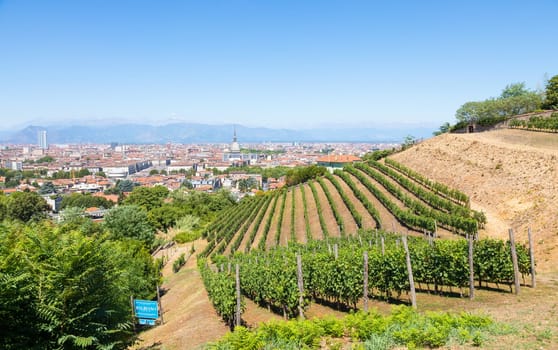 Turin, Italy - August 2022: panorama with Mole Antonelliana monument, wineyard and Alps mountains