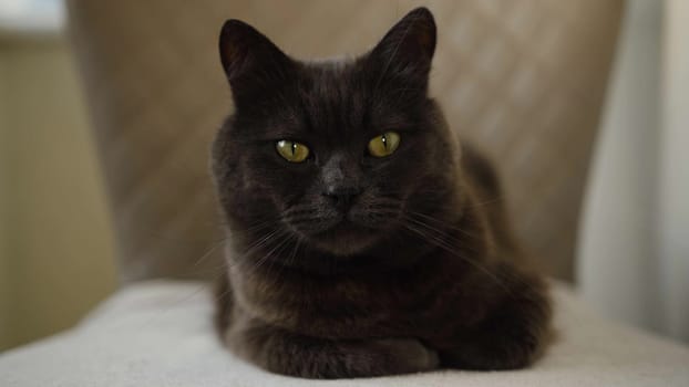 portrait of a 3 year old blue british shorthair cat looking at camera curiously on chair .