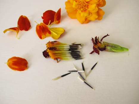 Tagetes flower and seeds