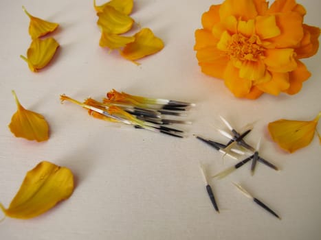Tagetes flower and seeds
