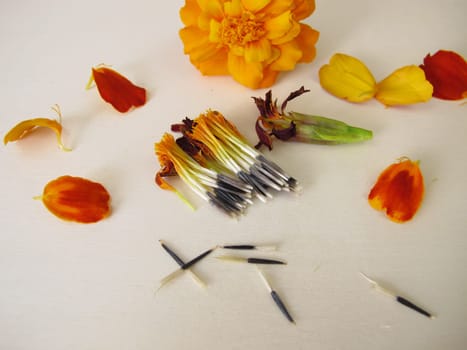 Tagetes flower and seeds