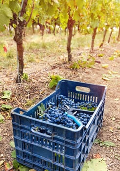 Freshly cut and harvested red grapes with secateurs in plastic crate against the grapevines at sunset during grape harvest in South Italy vineyard. .