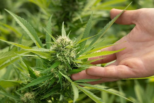 Farmer with hand controlling quality of blooming Marijuana. Organic Cannabis Sativa Female Plants with CBD. Legal plantation with high quality medicinal cannabis for healthcare and medicine uses