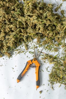 Trimming with scissors marijuana leaves from dry buds and inflorescences, top view. Legal production of medical cannabis with CBD for sell for healthcare and medicine uses