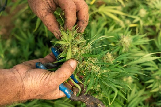 Farmer with hand controlling quality of blooming Marijuana. Organic Cannabis Sativa Female Plants with CBD. Legal plantation with high quality medicinal cannabis for healthcare and medicine uses
