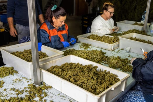 Female’s workers in gloves trimming with scissors marijuana leaves from dry buds and inflorescences. Legal production of medical cannabis with CBD for sell for healthcare and medicine uses