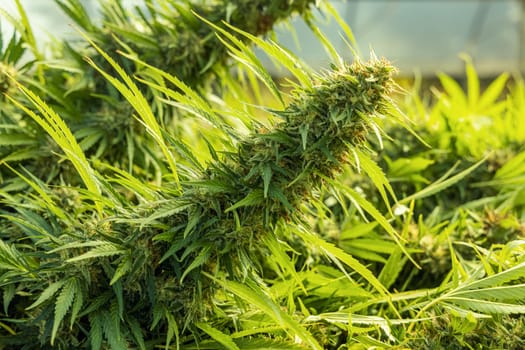 Blooming ripe Marijuana with Buds and green Leaves. Organic Cannabis Sativa Female Plants with CBD. Legal marihuana plantation provides high quality medicinal cannabis for healthcare and medicine uses