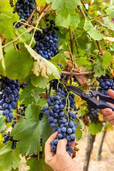 Farmer's Hands cutting red grapes with secateurs from vine plant during wine harvest in italian Vineyard, Close up. Sunny autumn day. Wine making