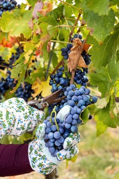 Farmer's Hands in gloves cutting red grapes with secateurs from vine plant during wine harvest in italian Vineyard, Close up. Sunny autumn day. Wine making