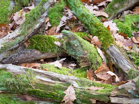 Moss on branches