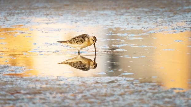 Pied Avocet Reflection morning light