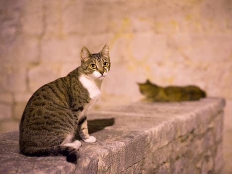 Cat sitting on a wall at night in sibenik