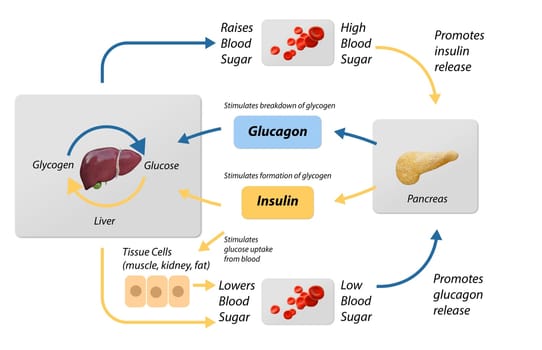 Blood sugar regulation illustration. Labeled process cycle scheme. Educational liver and pancreas diagram with glucose stimulation uptake and breakdown. Insulin release explanation infographic.3D rendering, 2d graphic
